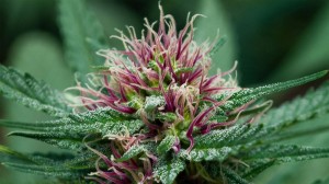 facts-about-marijuana-article-thcfinder
